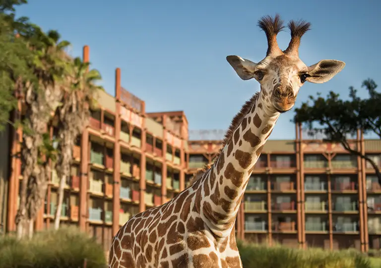 Giraffe outside of Disney's Animal Kingdom Lodge