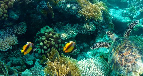 Walt Disney World® Resort’s Conservation Efforts