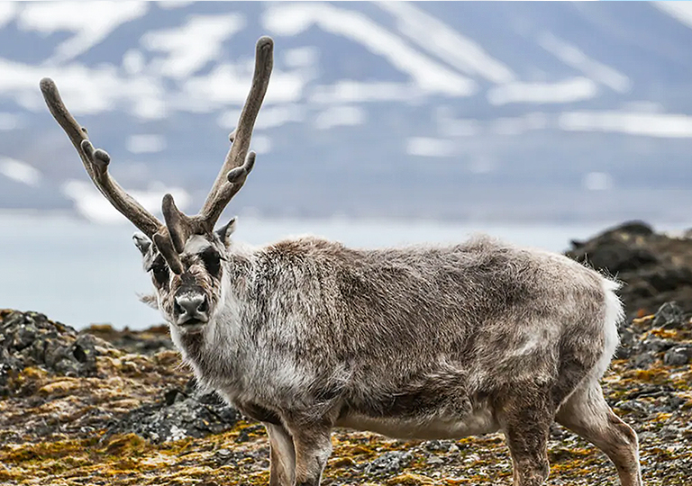 Arctic elk