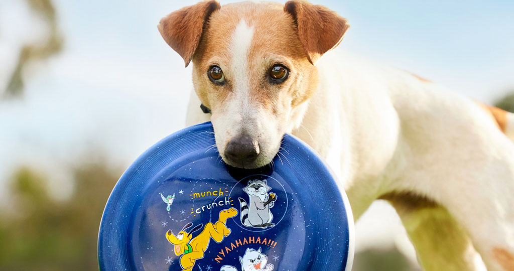 Dog with frisbee