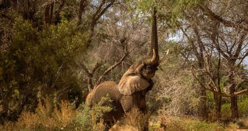 An elephant reaches up to tree branches to secure food.