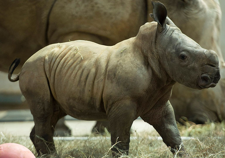 Baby rhino trotting 