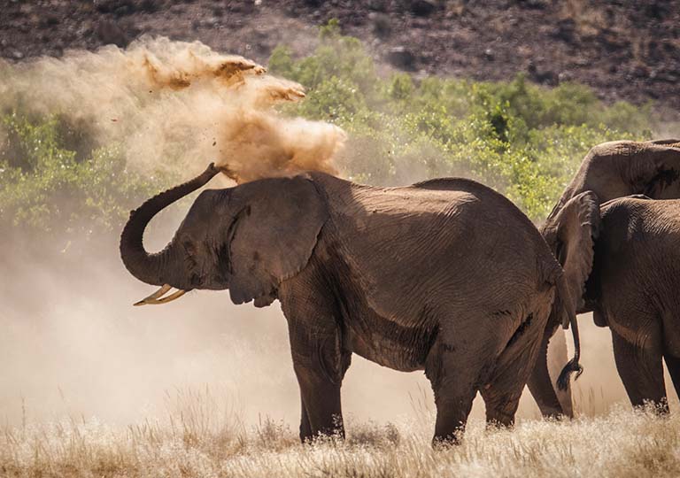An adult desert elephant uses its trunk to throw dust onto their back as a form of 'sunscreen'