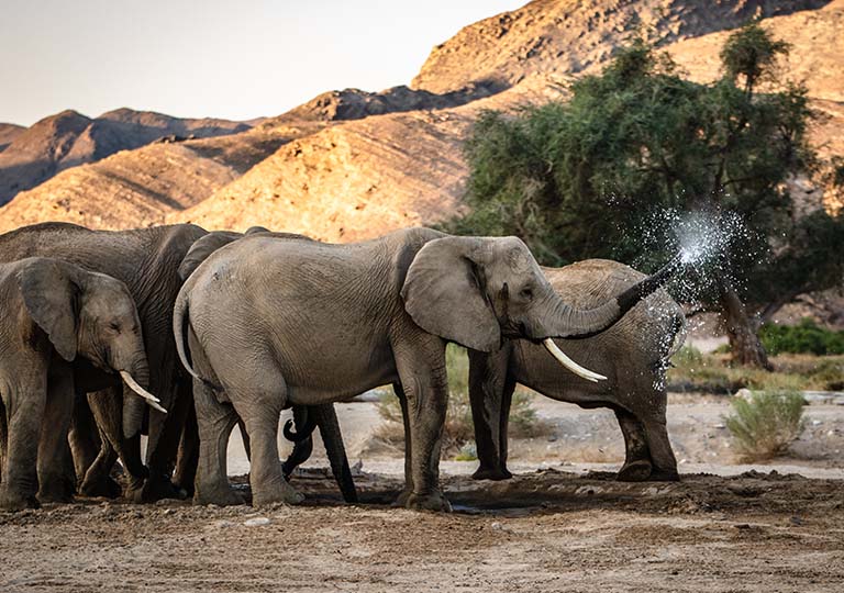 Elephant family