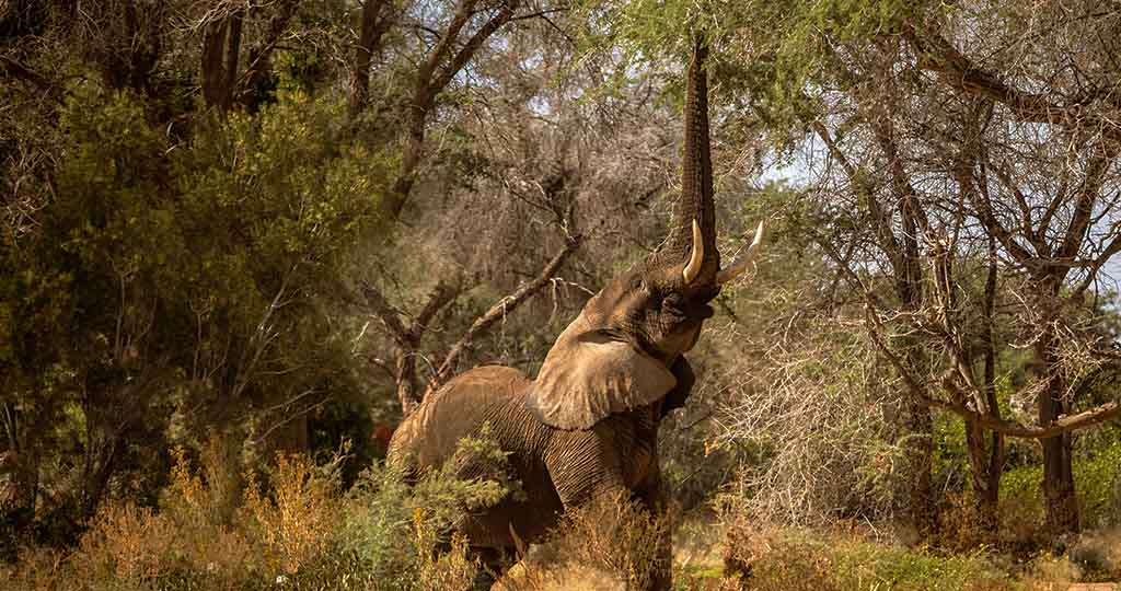 An elephant reaches up to tree branches to secure food.