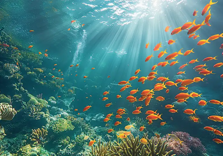 Australian Reef