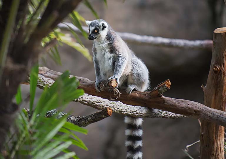 Lemur