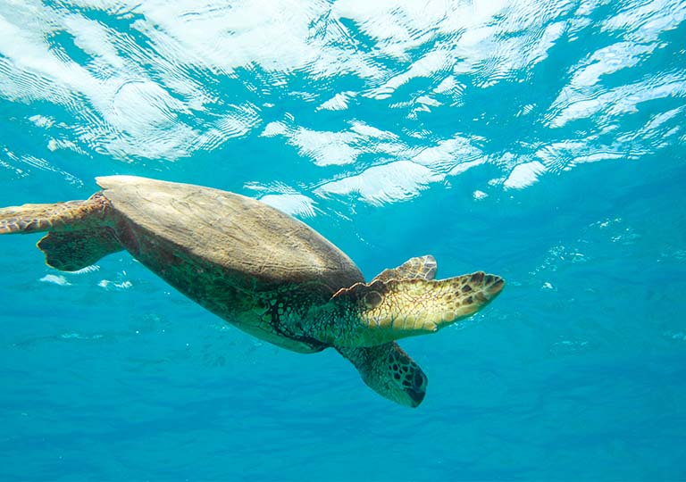 Sea turtle