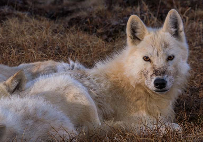 Kingdom of the White Wolf