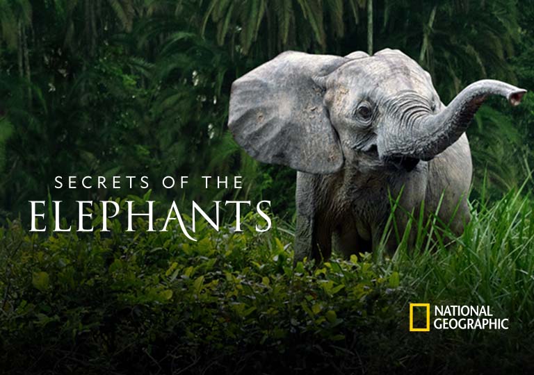 Secrets of the Elephants on DisneyPlus