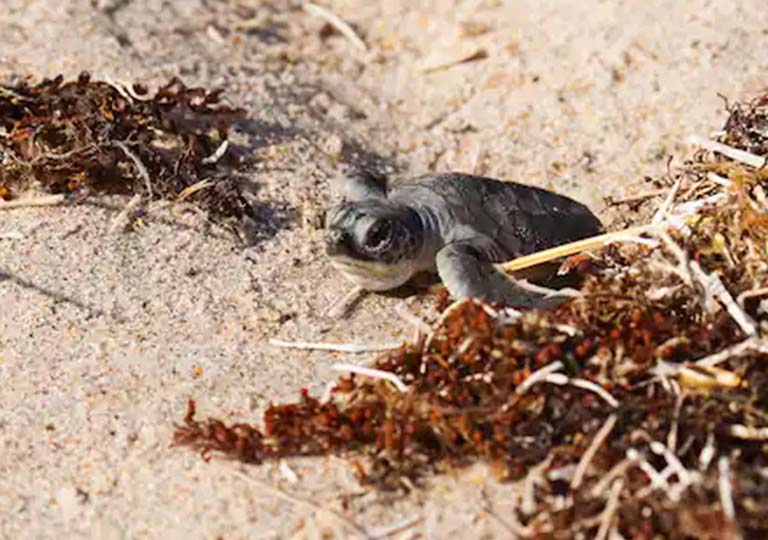 Baby sea turtle in sand