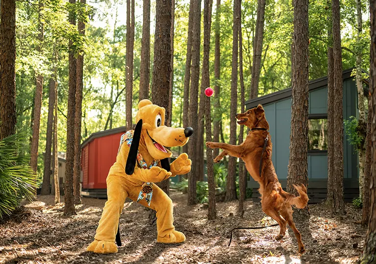 Pluto and a dog playing with a ball at the campground.