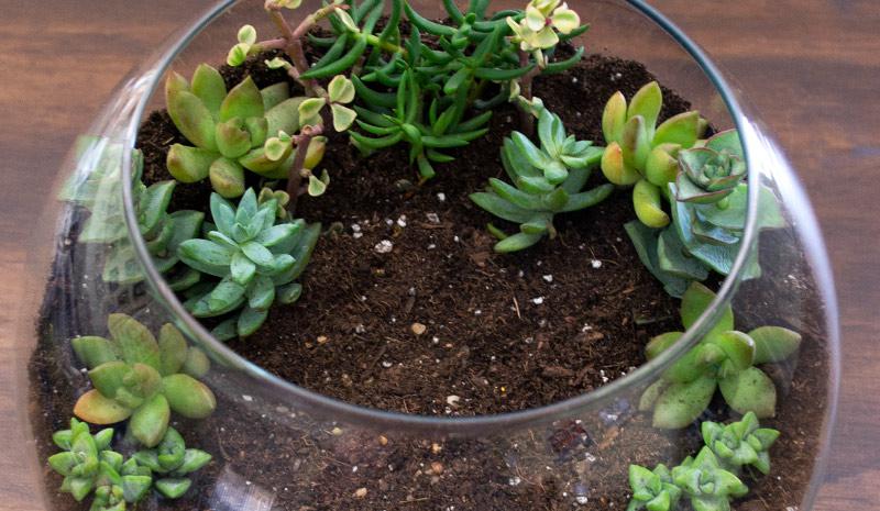 Disney DIY Terrarium Step 3