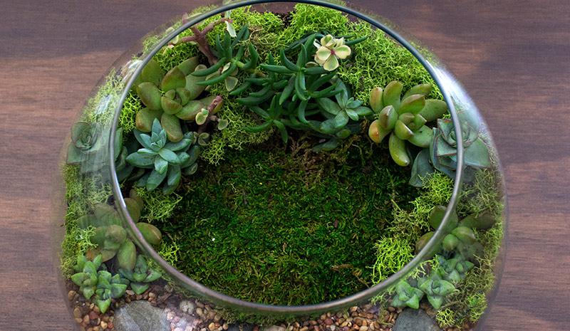 Disney DIY Terrarium Step 6